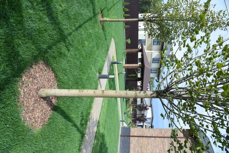 Relocated Tree in New Landscape