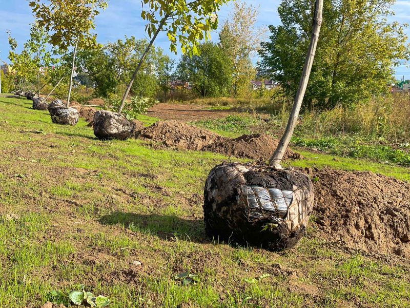 Root Ball Preparation