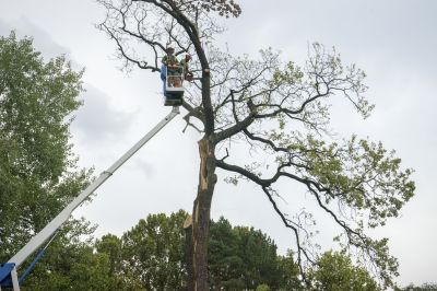 Tree Relocation Planning